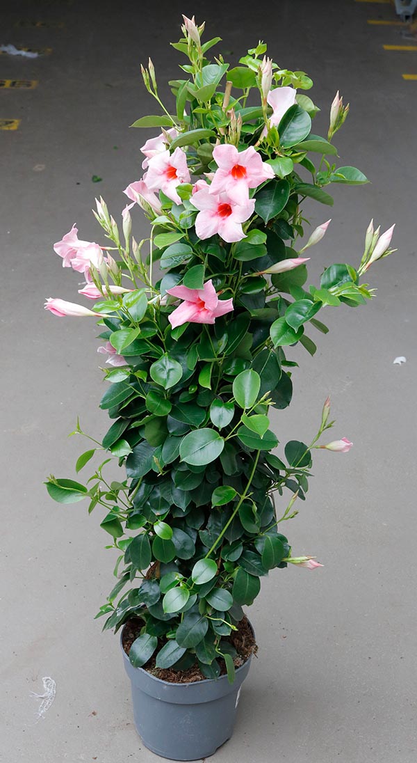 Dipladenia hybrida Cream Pink Sundeville