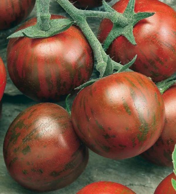 Solanum lycopersicum Manolo Zebra (Zebrino) veredelt