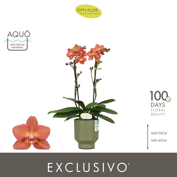 Phalaenopsis hybrida Multiflora Eos In Emilia Green Aquo
