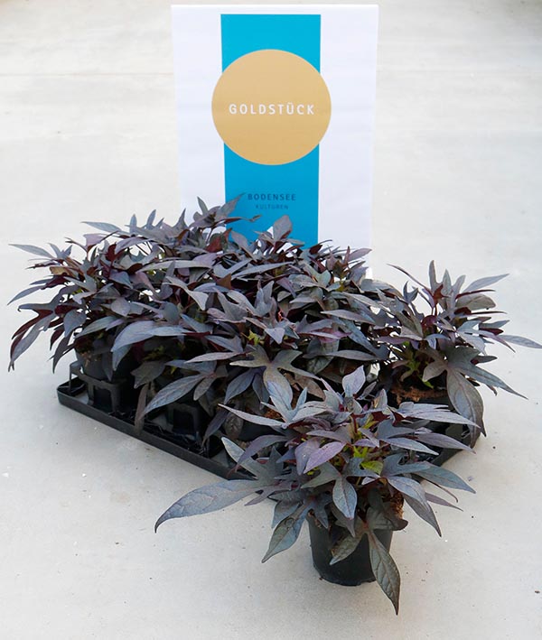 Ipomoea batatas Sweet Caroline Purple