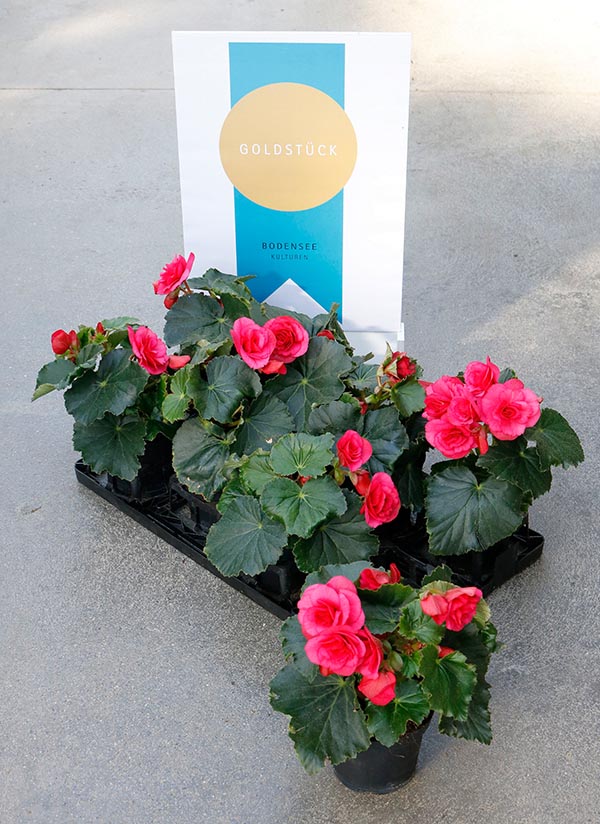 Begonia hybrida Helia Pink