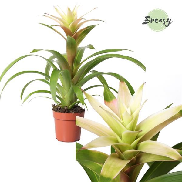 Guzmania hybrida Suerte White