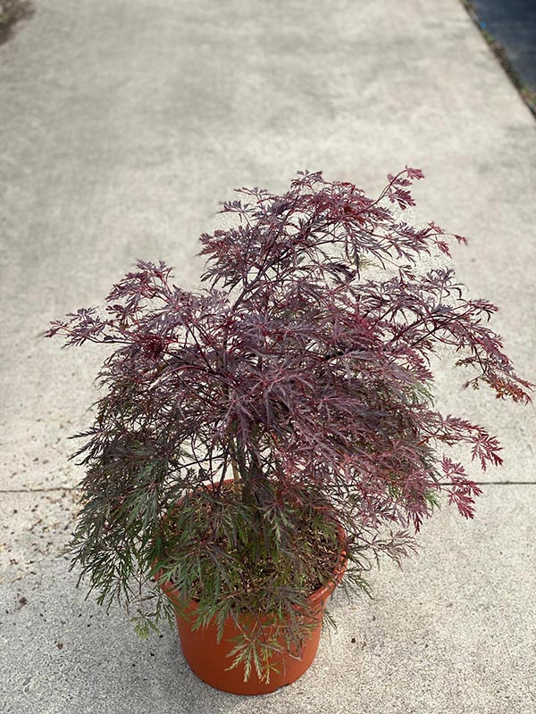 Acer palmatum Inaba-shidare