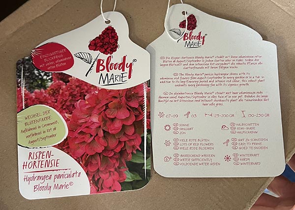 Hydrangea paniculata Bloody Marie