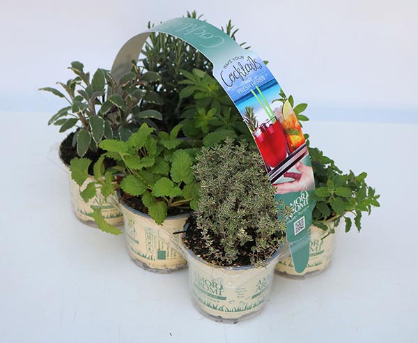 MIX-VE Cocktail Kräuter 6-Pack