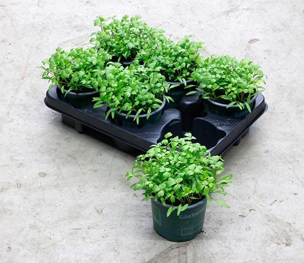 Levisticum officinale Liebstock Bio