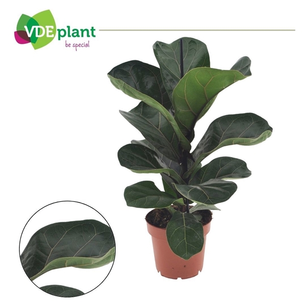 Ficus lyrata Bambino