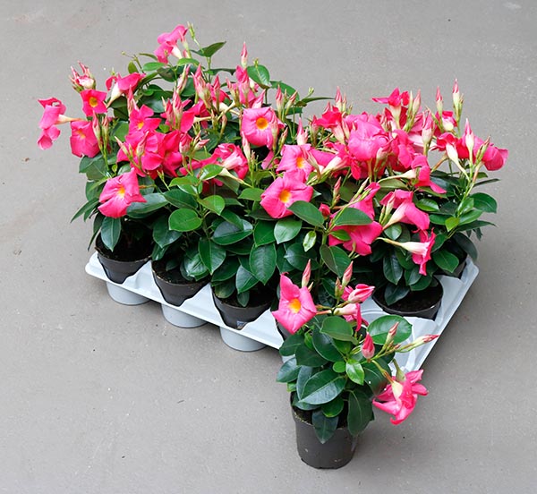 Dipladenia hybrida Pink Sundeville