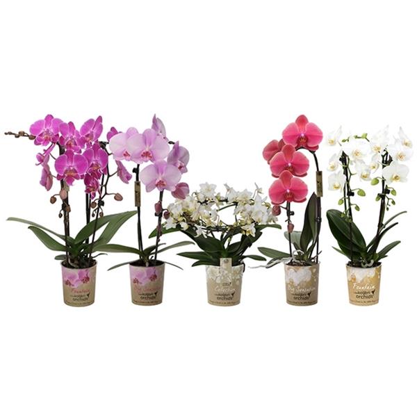 Phalaenopsis hybrida Special Shapes Mix