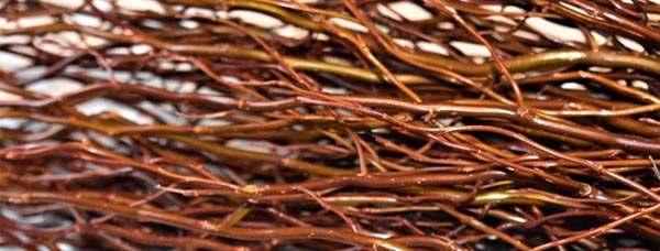 Schnitt. Korkenzieherweide Braun