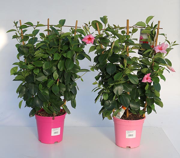 Dipladenia hybrida Pink Sundeville