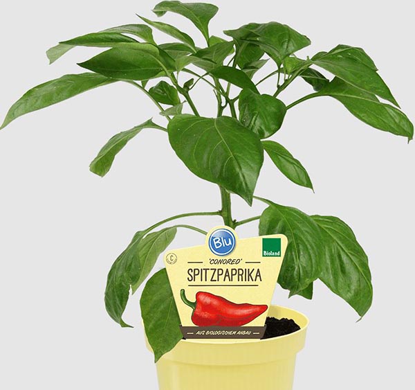Capsicum annuum Bio Paprika Conored
