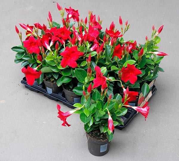 Dipladenia hybrida Red Sundeville