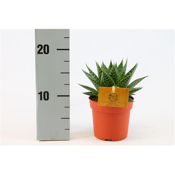 Gasteria hybrida Aurora