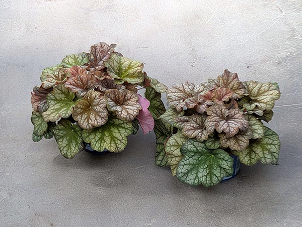 Heuchera hybrida Changeling