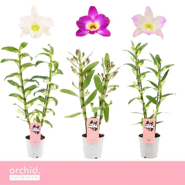 Dendrobium hybrida Nobile Mixtray