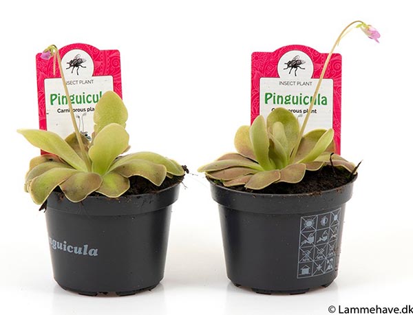 Pinguicula agnata Weser