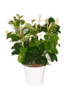 Dipladenia hybrida White Sundeville