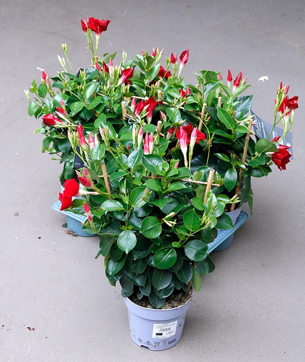 Dipladenia hybrida Red Sundeville