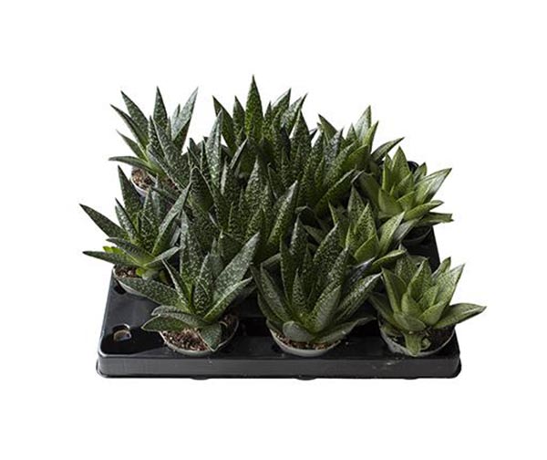 Gasteria hybrida Mix