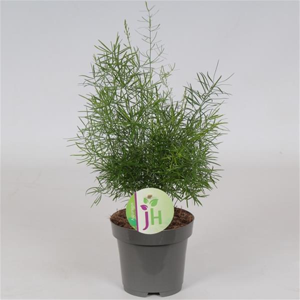 Asparagus densiflorus Sprengeri