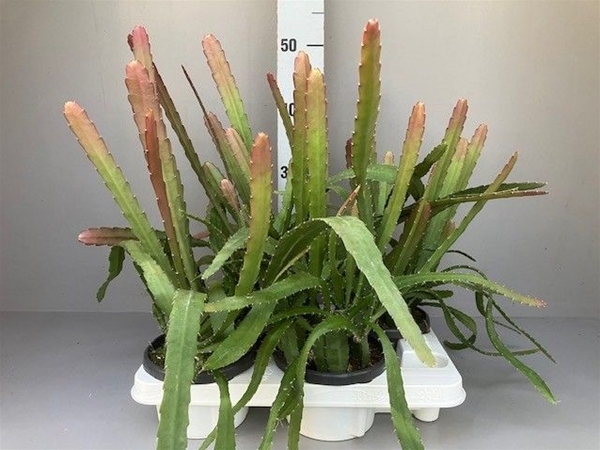 Epiphyllum anguliger Red Tip
