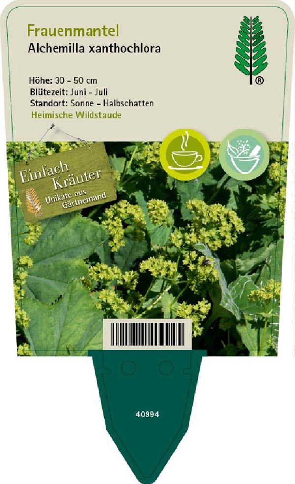 Alchemilla xanthochlora