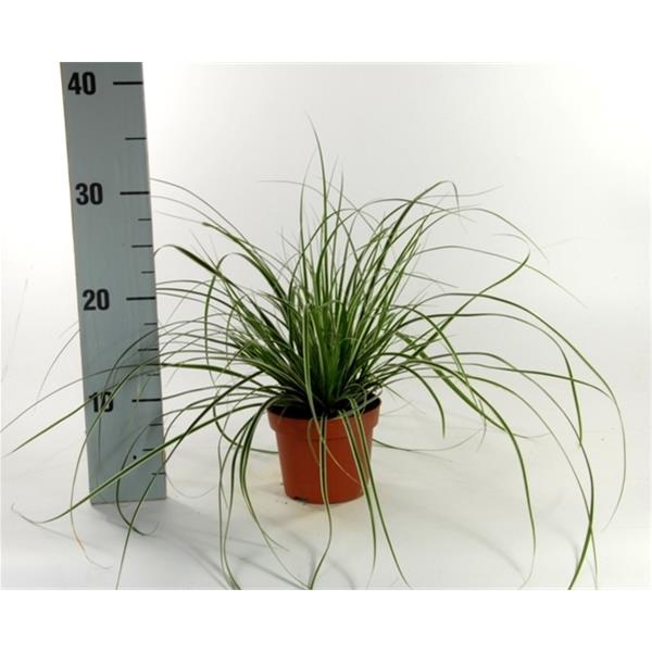 Carex oshimensis Everest