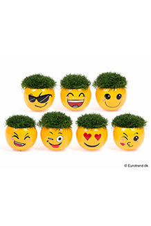 Sagina subulata Smiley Mix