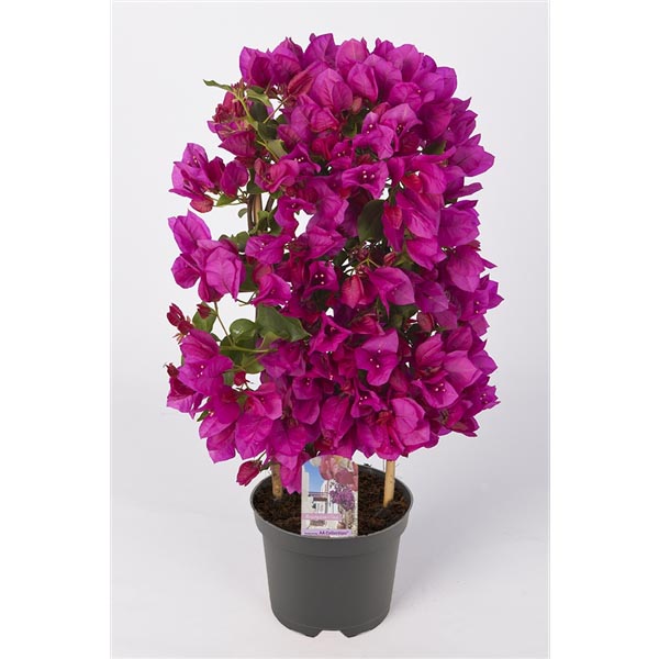 Bougainvillea hybrida Sanderiana lila