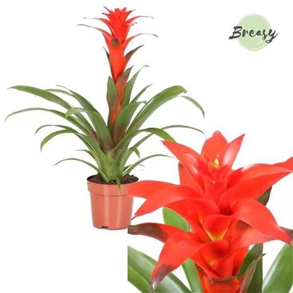 Guzmania hybrida Calypso