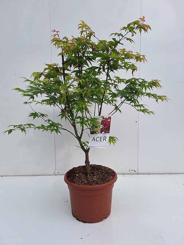 Acer palmatum Osakazuki