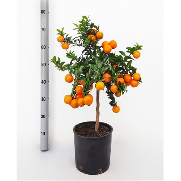 Citrus aurantium Chinotto