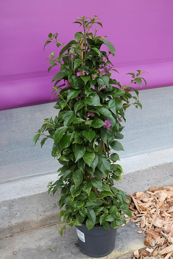Bougainvillea glabra