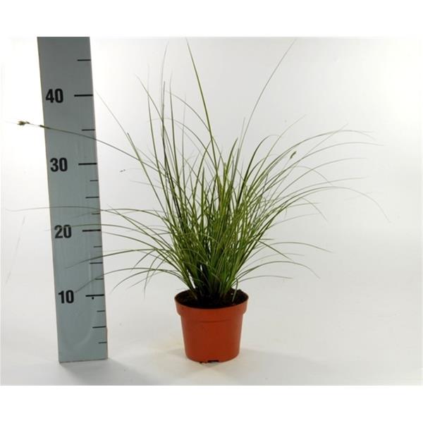 Carex brunnea Variegata
