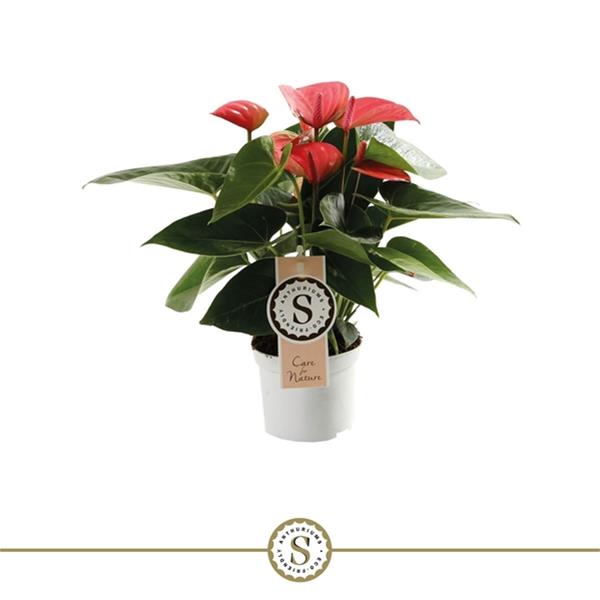 Anthurium andreanum Pink Champion