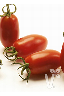 Solanum lycopersicum Caprese Mini Eierfrucht veredelt