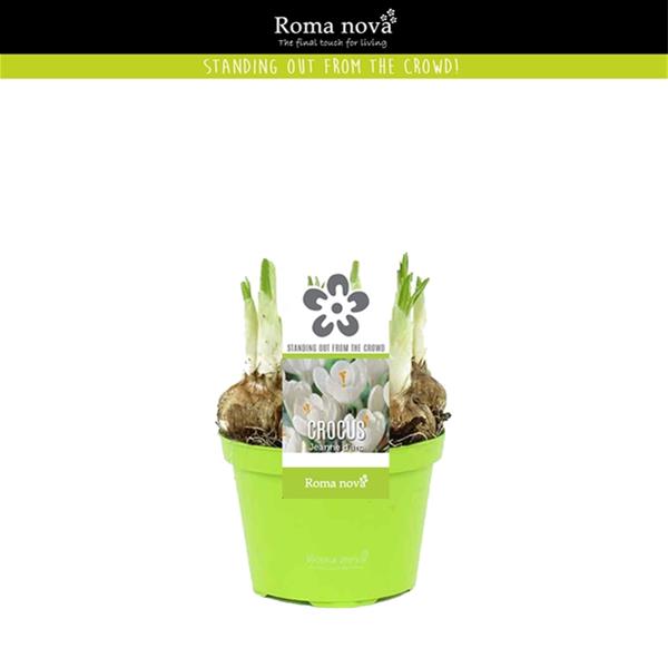 Crocus vernus Jeanne dArc