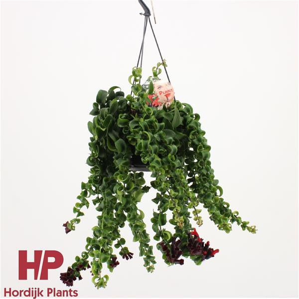 Aeschynanthus hybrida Rasta