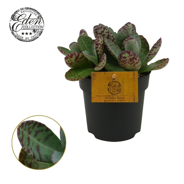 Kalanchoe daigremontiana HUMILIS