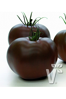 Solanum lycopersicum Kakao Veredelt