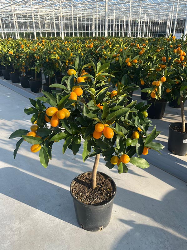 Citrus fortunella Kumquat