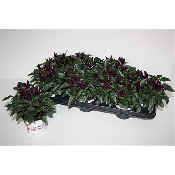Capsicum annuum Acapulco Purple
