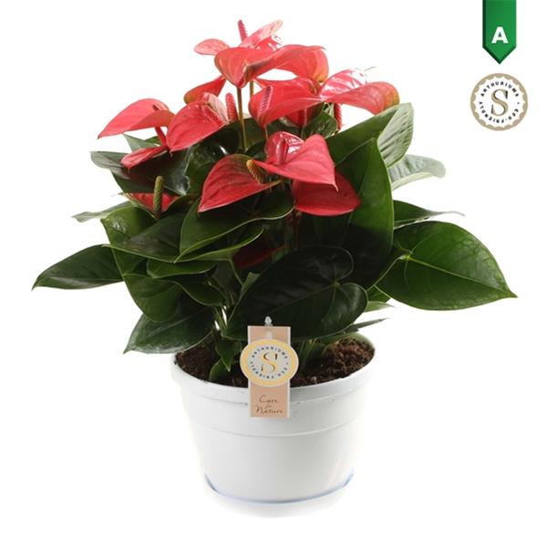 Anthurium andreanum Napoli Pink Champion