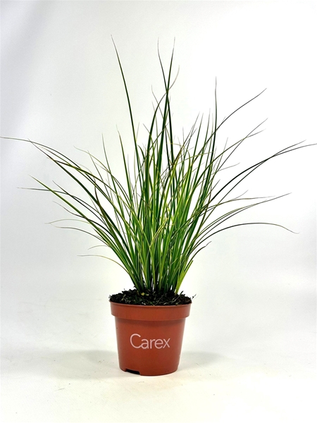 Carex brunnea Variegata