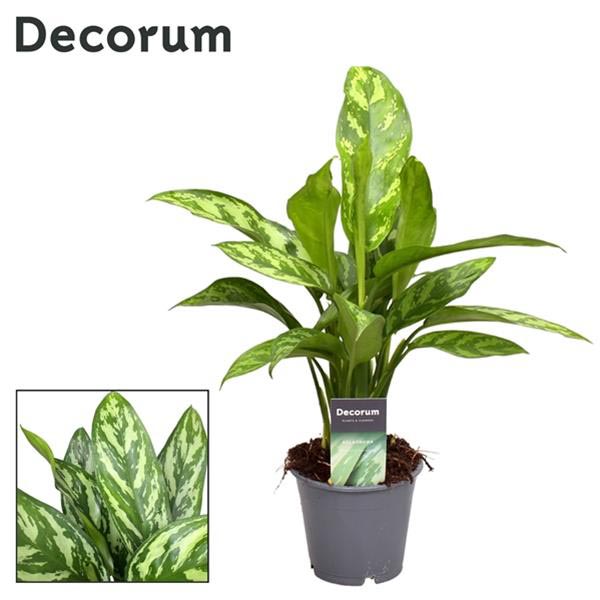 Aglaonema commutatum Maria