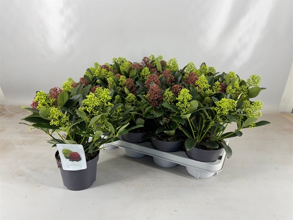 Skimmia japonica Double Diamond +