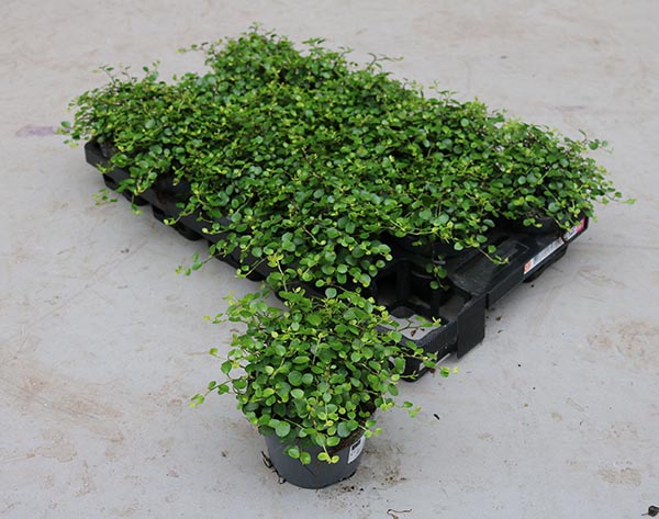 Muehlenbeckia complexa