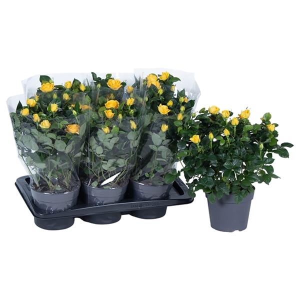 Rosa hybrida Gelb