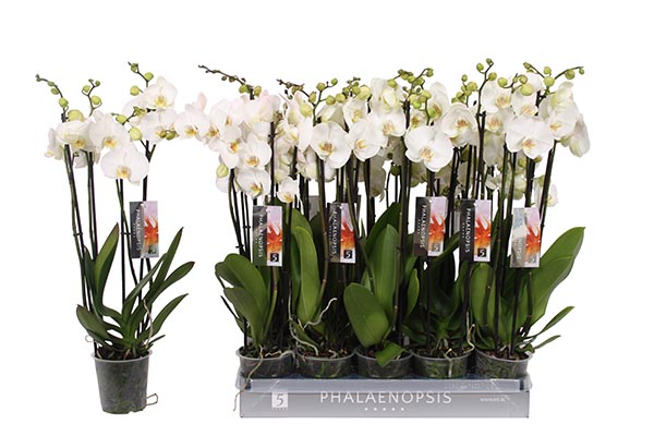 Phalaenopsis hybrida Weiss 25+ 60cm